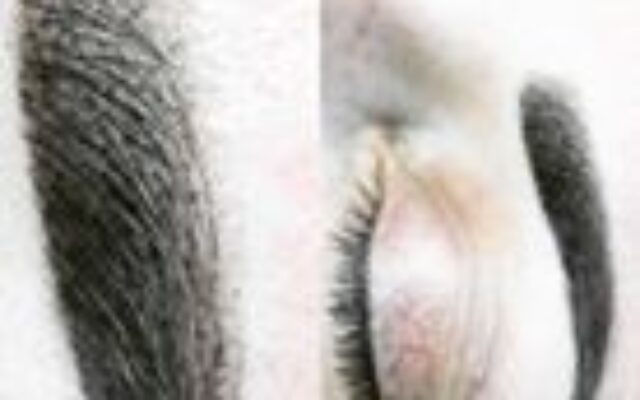 Yearly Refresher Booster – Micropigmentation